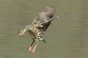 Whistling: 80201271 Plumed Whistling Duck - in flight Atherton