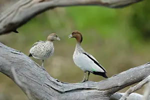 Fallen: 80201273 Australian Wood Duck - pair on fallen tree