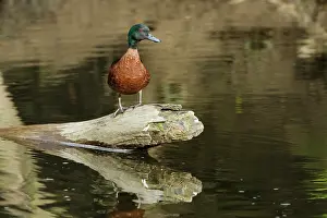 Tasmania: 80201274 Chesnut Teal Duck - drake Tasmania, Australia
