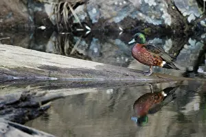 Tasmania: 80201276 Chesnut Teal Duck - drake Tasmania, Australia