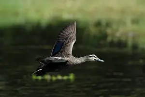 Cairns: 80201277 Pacific Black Duck - in flight Cairns