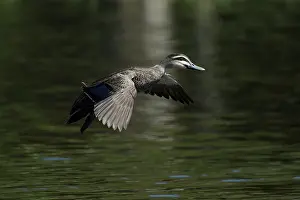 Cairns: 80201278 Pacific Black Duck - landing on water Cairns