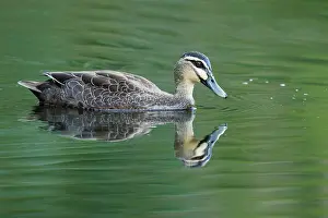 Cairns: 80201279 Pacific Black Duck Cairns, Queensland