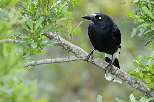 Currawong: 80201280 Pied Currawong Lamington National Park