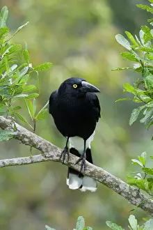 Currawong: 80201281 Pied Currawong Lamington National Park