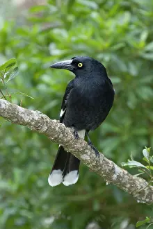 Currawong: 80201282 Pied Currawong Lamington National Park