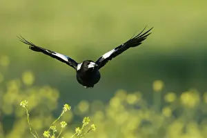 Magpie: 80201284 Australian Magpie - in flight low over