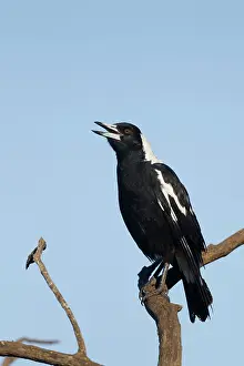 Magpie: 80201285 Australian Magpie - singing Kangaroo Island