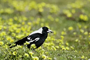 Magpie: 80201287 Australian Magpie - sequence ejecting pellet