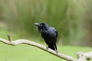 Tasmania: 80201288 Australian Raven Bruny Island, Tasmania