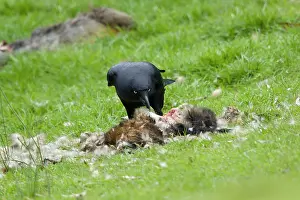 Carrion: 80201289 Australian Raven - feeding on carrion Bruny