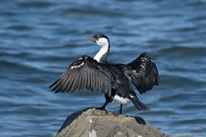 Kangaroo: 80201290 Black-faced Cormorant Kangaroo Island