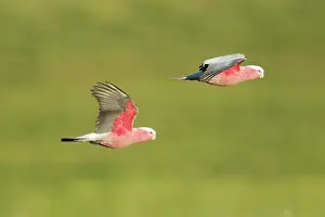 Kangaroo: 80201293 Galah - in flight Kangaroo Island, South