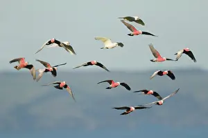 Kangaroo: 80201294 Galah - flock in flight Kangaroo Island