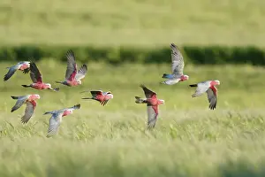 Kangaroo: 80201295 Galah - flock in flight Kangaroo Island