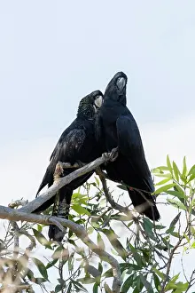 Cockatoo: 80201296 Red-tailed Black Cockatoo - pair Kakadu