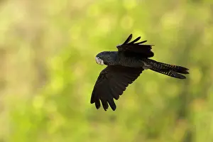 Cockatoo: 80201297 Red-tailed Black Cockatoo - in flight Howard
