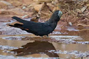 Cockatoo: 80201298 Red-tailed Black Cockatoo - drinking Howard