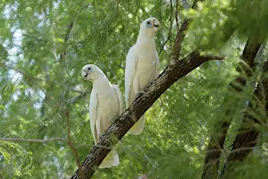 Corella: 80201300 Little Corella - pair Kakadu National Park