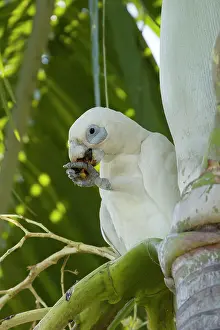Corella: 80201301 Little Corella - feeding Kakadu National