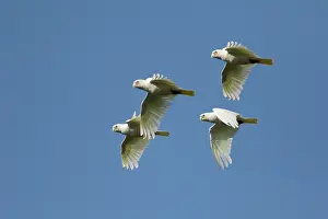 Corella: 80201302 Little Corella - flock in flight Kakadu