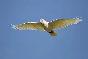 Corella: 80201303 Little Corella - in flight Kakadu National