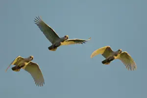 Corella: 80201304 Little Corella - evening flight to roost