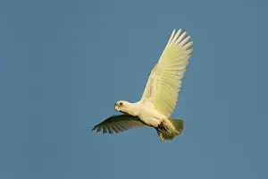 Corella: 80201305 Little Corella - evening flight to roost