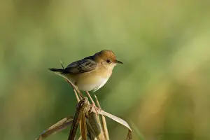 Cisticola: 80201306 Golden-headed Cisticola Eagleby Wetlands