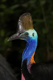 Cassowary: 80201307 Southern Cassowary - close up Atherton
