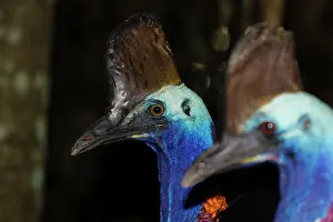 Cassowary: 80201308 Southern Cassowary - close up Atherton