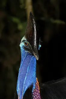 Cassowary: 80201309 Southern Cassowary - close up Atherton