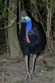 Cassowary: 80201310 Southern Cassowary Atherton Tablelands