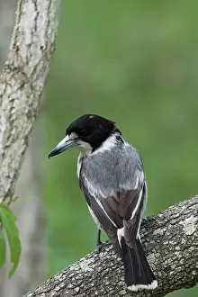 Butcherbird: 80201311 Grey Butcherbird Gold Coast, Queensland