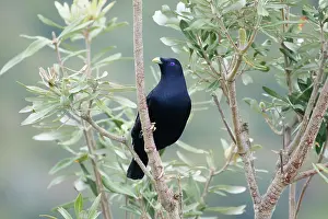 Bowerbird: 80201313 Satin Bowerbird - adult male Lamington