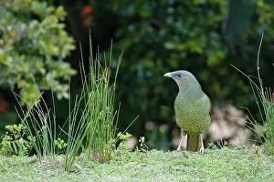 Bowerbird: 80201314 Satin Bowerbird - immature male Lamington