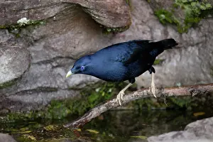 Bowerbird: 80201315 Satin Bowerbird - adult male by drinking