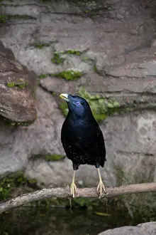 Bowerbird: 80201316 Satin Bowerbird - adult male by drinking