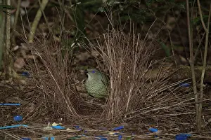 Bowerbird: 80201317 Satin Bowerbird - adult male with female