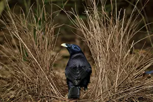 Bowerbird: 80201319 Satin Bowerbird - adult male attending