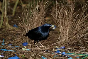 Bowerbird: 80201320 Satin Bowerbird - adult male attending