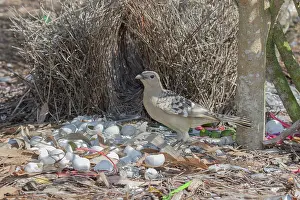 Bowerbird: 80201326 Great Bowerbird - attending bower Atherton