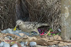 Bowerbird: 80201327 Great Bowerbird - attending bower Atherton