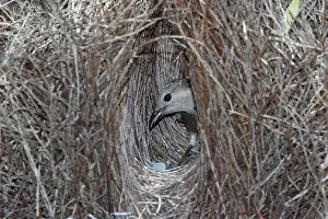Bowerbird: 80201328 Great Bowerbird - attending bower Atherton