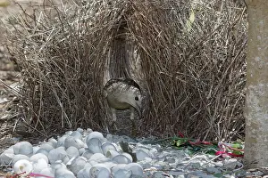 Bowerbird: 80201329 Great Bowerbird - attending bower Atherton