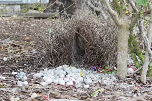 Bowerbird: 80201330 Great Bowerbird Bower Atherton Tablelands