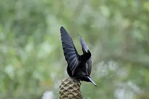 Riflebird: 80201332 Victoria's Riflebird - adult male display