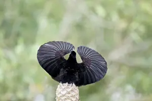 Riflebird: 80201333 Victoria's Riflebird - adult male display