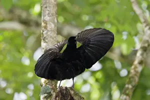 Riflebird: 80201334 Victoriaos Riflebird - adult male display