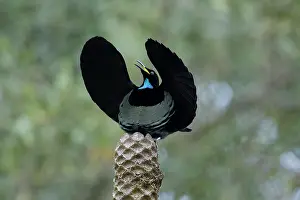Riflebird: 80201335 Victoria's Riflebird - adult male display